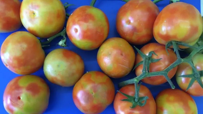 bea tomate virus